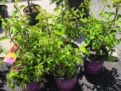 5) Hydrangea paniculatas