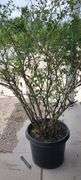 Bluecrop Blueberry Tree