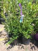 4) Miss Kim Lilac Plants