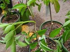 3) Nova Elderberry