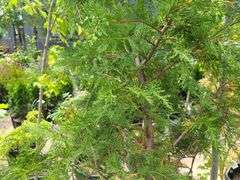 Leyland Cypress