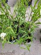 4) Shasta Daisies