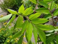 2) Bob Gordon Elderberry