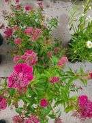 3) Neon Flash Spirea