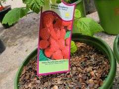 2) Raspberry
