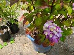 Hydrangea