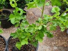 2) Jostaberry Plants