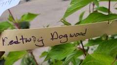 2) Redtwig Dogwood