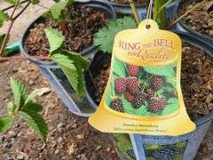 4) Thornless Boysenberry