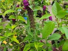4) Miss Molly Butterfly Bush