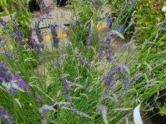 5) Lavender Plants