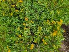 4) Cobalt-N-Gold Hypericum