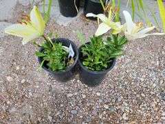 2) Dwarf Asiatic Lilies