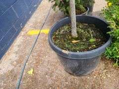 Linden Tree