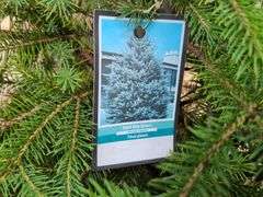 Black Hills Spruce