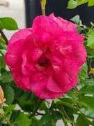 3) Rose Bush