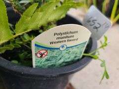 6) Polystichum Munitum Western Sword