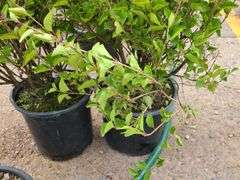 2) Josee Reblooming Lilac