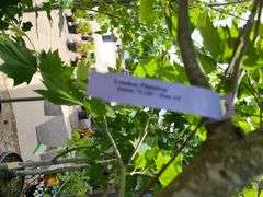 London Planetree