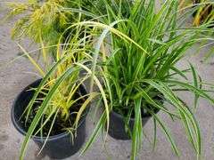2) Carex Ice Dance