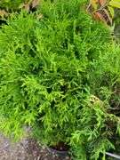 2) Little Giant Arborvitaes