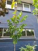 Linden Tree