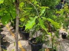 Bur Oak