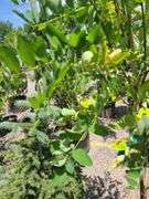 Black Locust