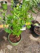 Crandall Black Currant and Bob Gordon Elderberry