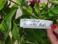 4) Blue Chip Butterfly Bush
