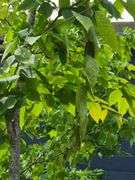 American Hornbeam
