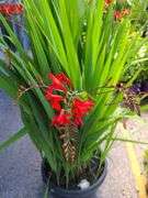 Lucifer Montbretia