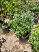 Bush