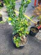 Blueberry Plant