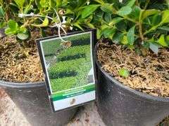 5) Winter Gem Boxwood