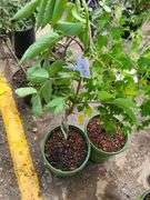Crandall Black Currant and Bob Gordon Elderberry