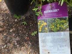 5) Marmalade Potentilla