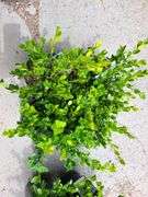 4) Winter Gem Boxwood