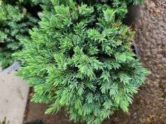 6) Blue Star Juniper