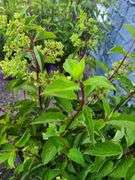 3) Hydrangea Plants