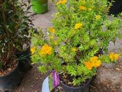 2) Marmalade Potentilla