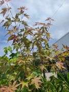 European White Birch, 3) Radiant Japanese Maple, Norway Maple
