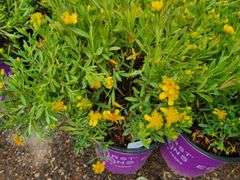 3) Cobalt-N-Gold Hypericum
