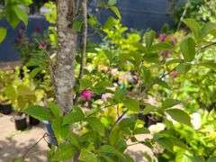 Hornbeam Tree