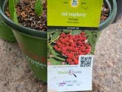 2) Raspberry