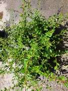 5) Cotoneaster Coral Beauty
