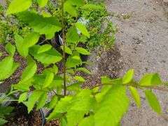 2) Apache Thornless Blackberry