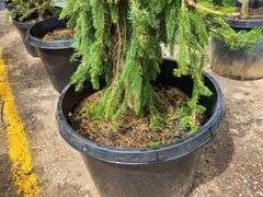 Weeping Norway Spruce