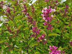 4) Josee Reblooming Lilac