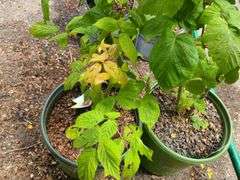 2) Red Raspberry